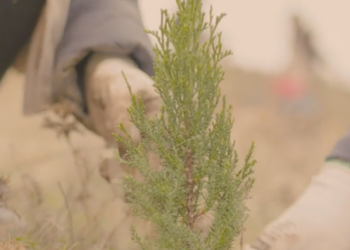 El Bosque Iberia crece ya en Paracuellos de Jarama