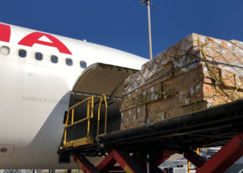 Más de 12 millones de flores para recordar a los seres queridos en el Día de Todos los Santos