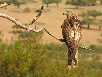Iberia transporta una treintena de milanos reales para contribuir a la preservación de la especie