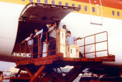 1981